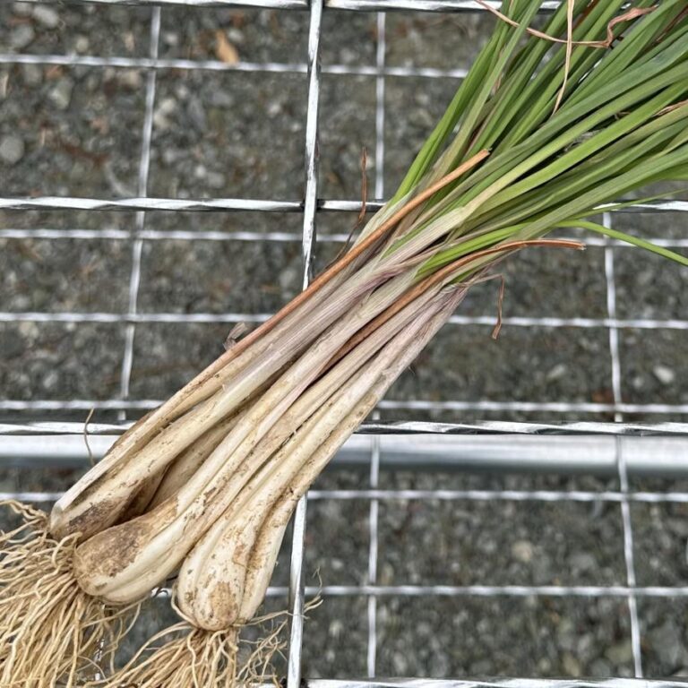 vege-001-shimarakkyou-300g